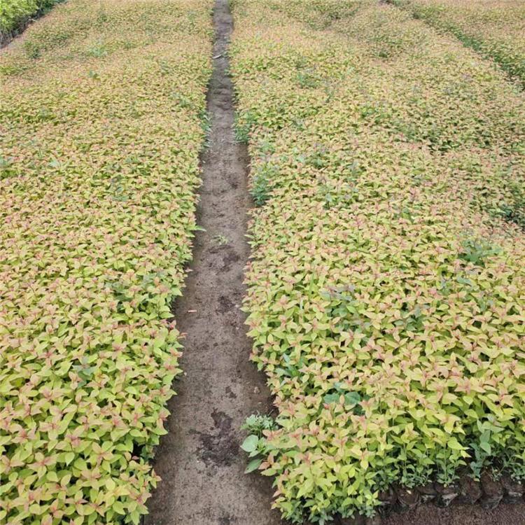 金山杯苗产地 环宇苗圃直发