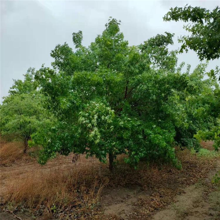 基地长期供应单杆元宝枫 规格齐全 树形优美 欢迎选购