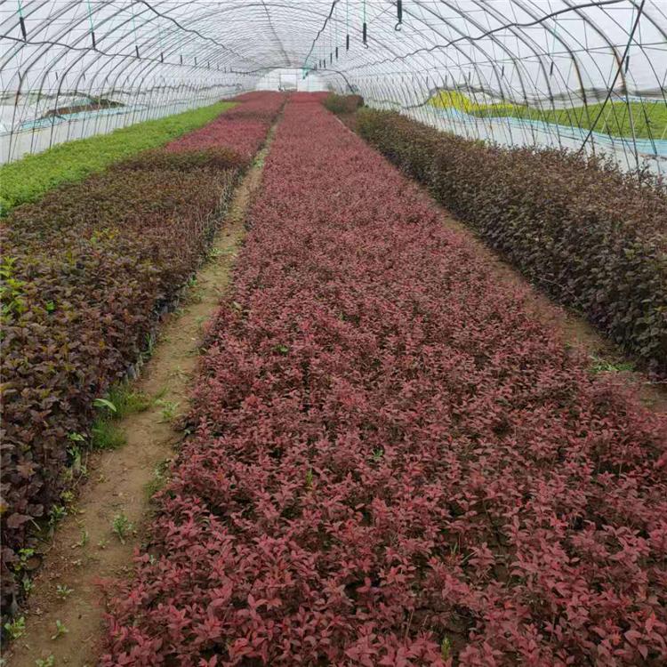  红叶李杯苗采购基地 苗好价低 发货快