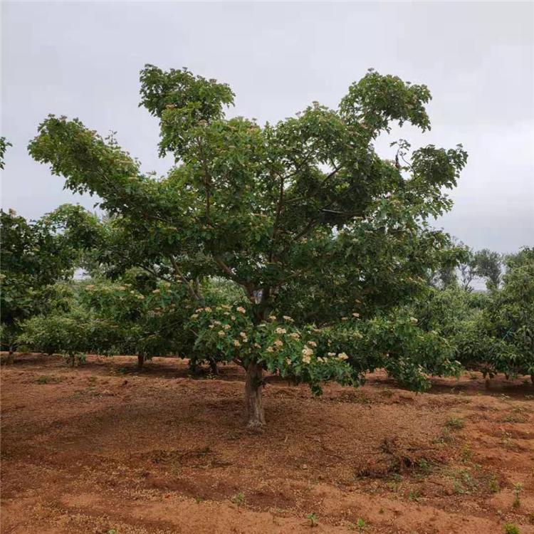 山楂树 山楂树价格 山楂树培育基地