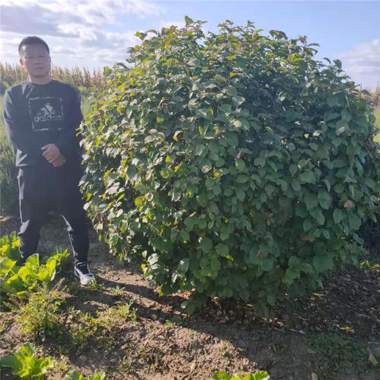 榆叶梅球 农户批发 价格低 2-3米榆叶梅