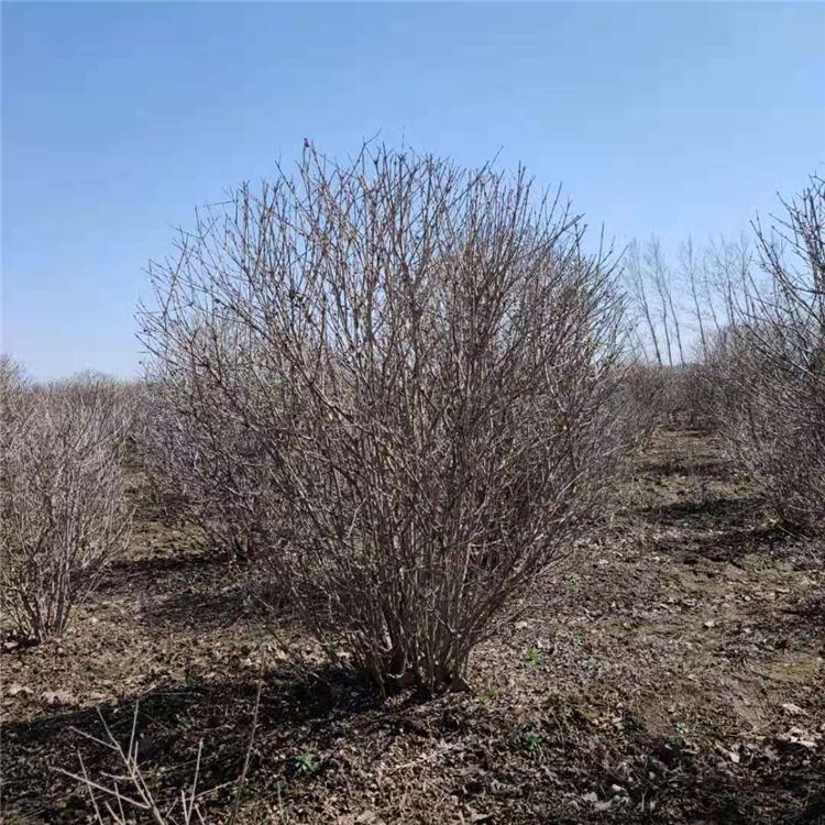 苗圃直销珍珠绣线菊 绣线菊球 珍珠绣线菊价格 珍珠绣线菊小苗