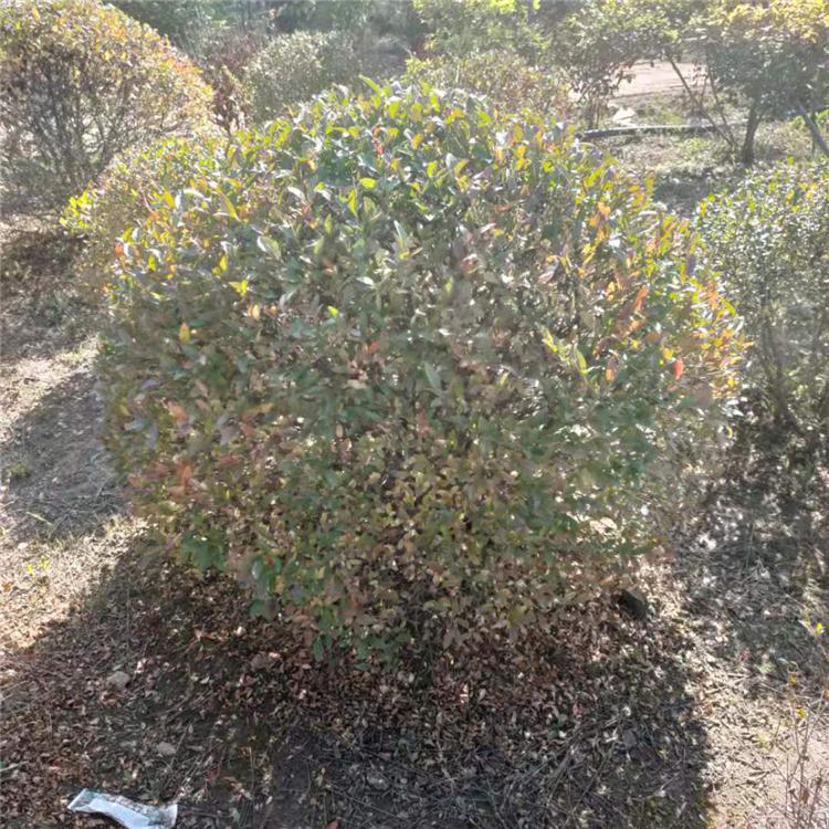 水蜡球 45公分水蜡苗 沈阳水腊球批发 金叶水蜡工程苗 环宇苗圃