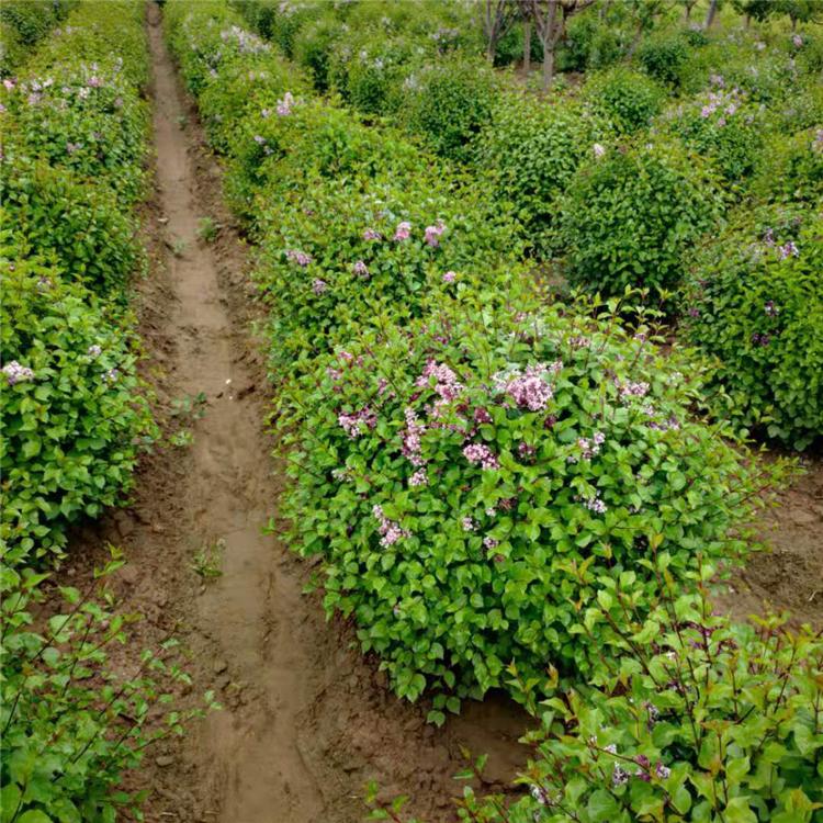 小叶丁香球 四季丁香球 灌木球