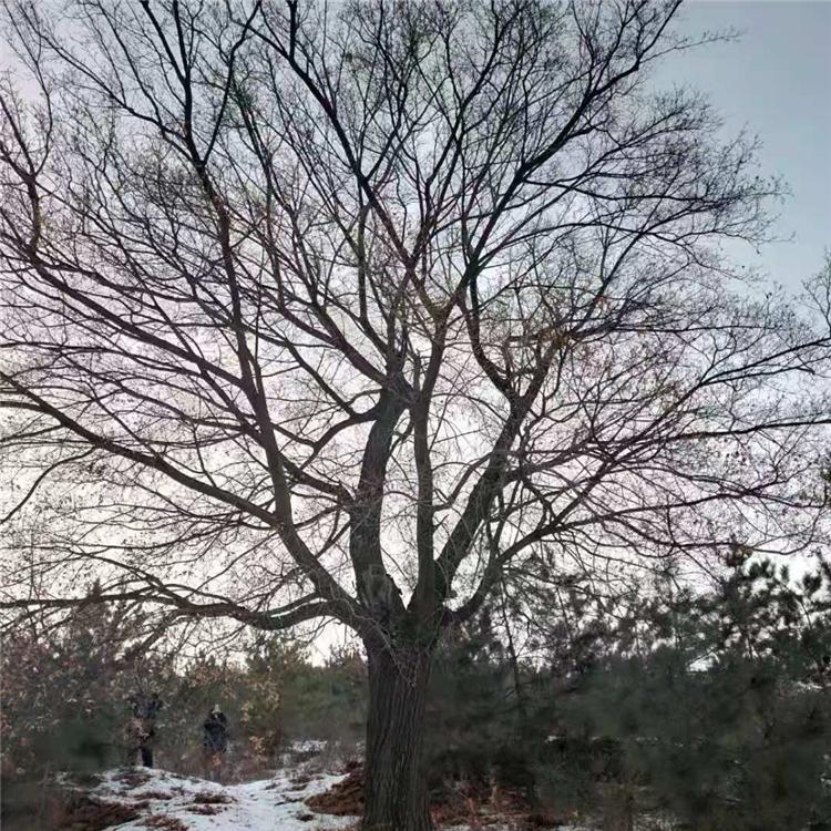 元宝枫 元宝枫价格 元宝枫苗批发 种植元宝枫苗圃