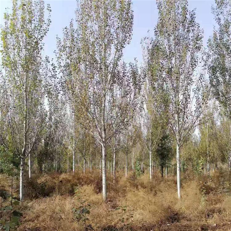 银中杨现苗价格 东北银中杨