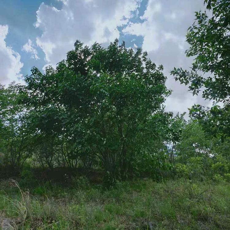 从生花曲柳苗 花曲柳苗 花曲柳树苗 花曲柳小苗批发