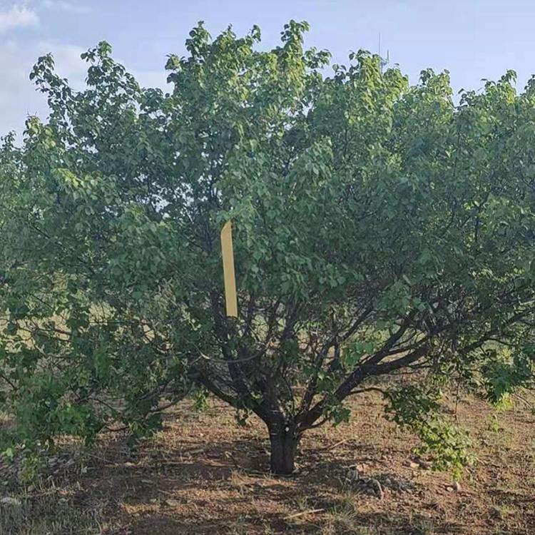 山杏苗出售 速生山杏树苗 丛生山杏苗批发价格 环宇苗圃 现货出售