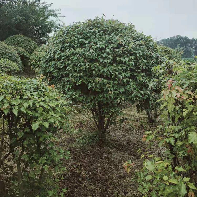 辽宁三角枫批发 球五角枫球 三角枫价格 环宇苗圃