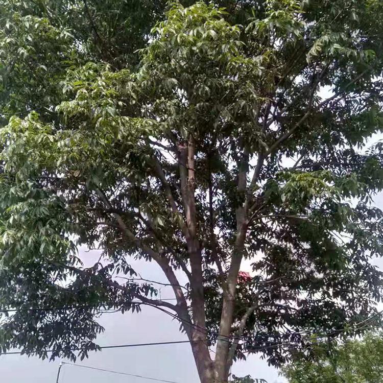 30公分单杆曲柳 定制 苗圃直发