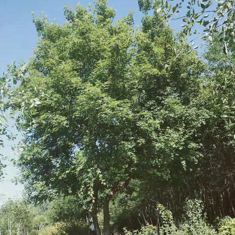 丛生五角枫树苗基地批发 绿化工程乔木苗 植物树苗价格 环宇苗圃