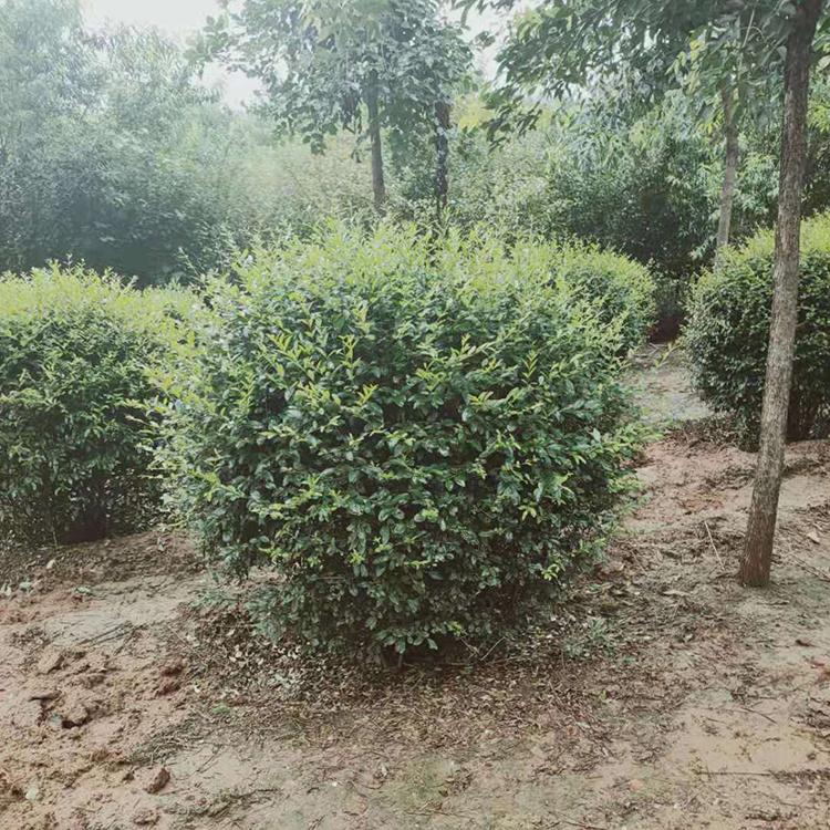 1.5米水蜡球 水蜡苗批发价格 水蜡苗培育基地