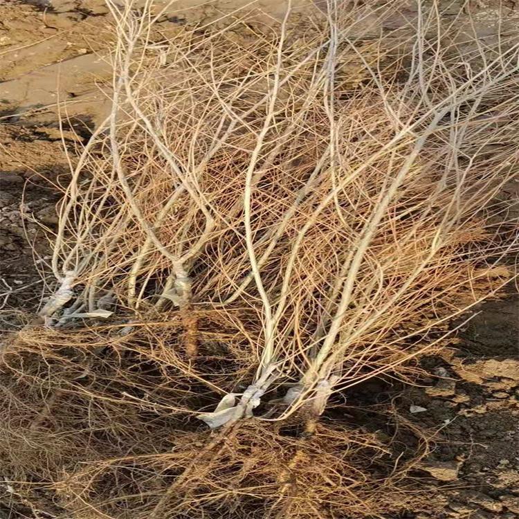 金叶榆 地接金叶榆种苗批发 培育种植一站式扶持