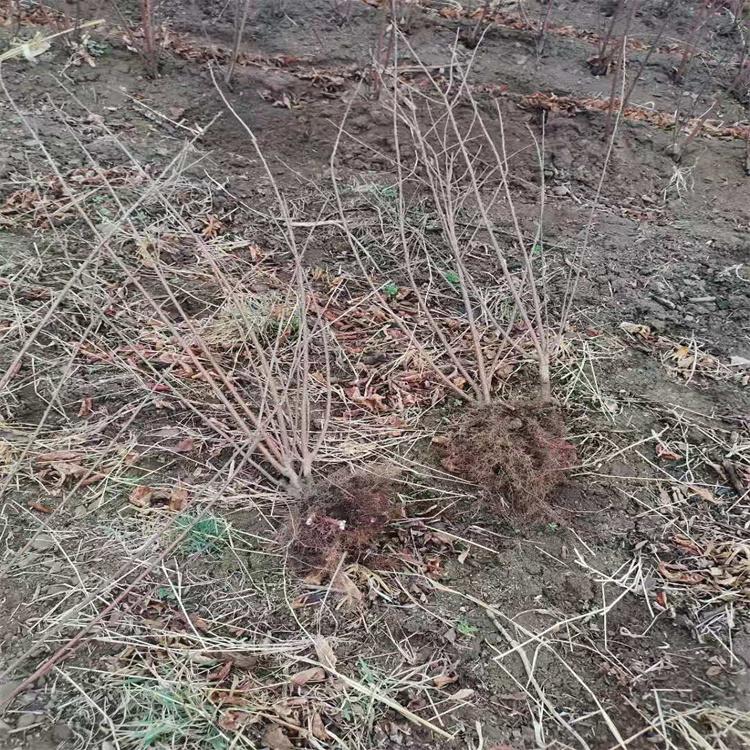 榆叶梅 榆叶梅苗木种苗基地批发 量大从优