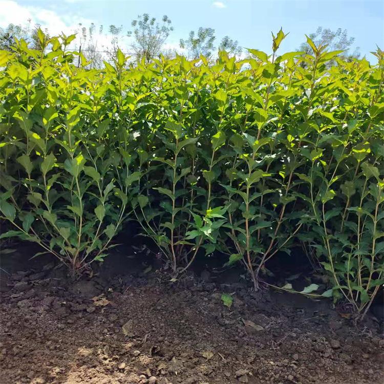 红王子锦带种苗 辽宁开原种苗基地批发红王子锦带苗