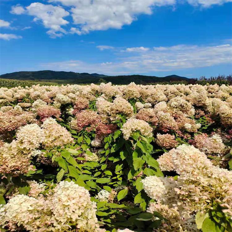 木绣球 木绣球种苗基地直供 批量价优 
