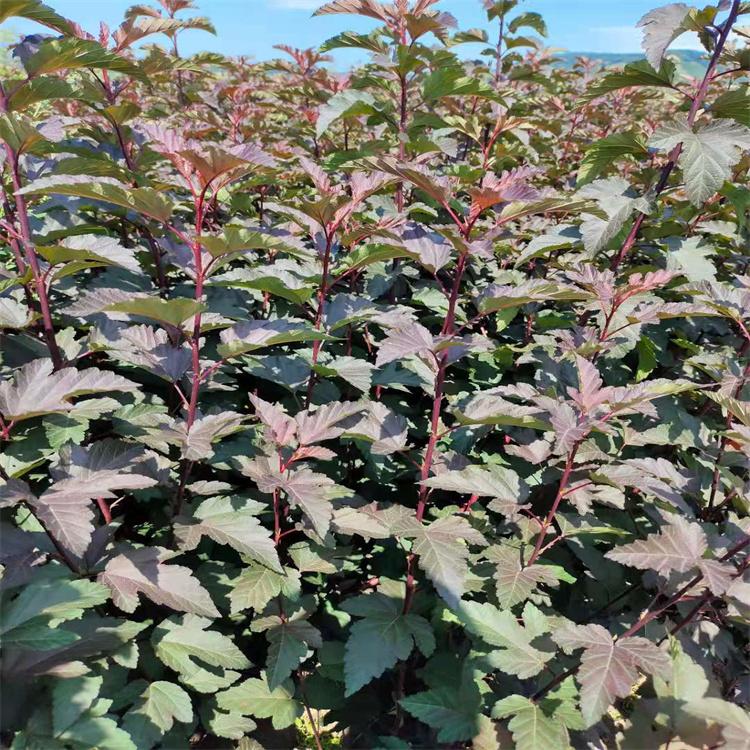 紫叶风箱果 风箱果培育基地出品 质量优良