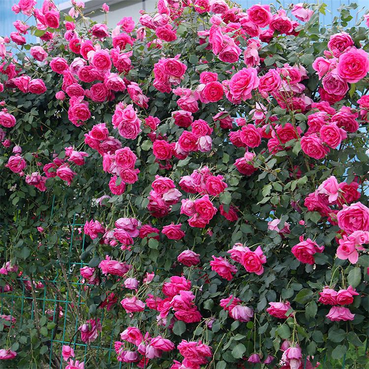 四季玫瑰种苗 多年生耐寒四季玫瑰种苗