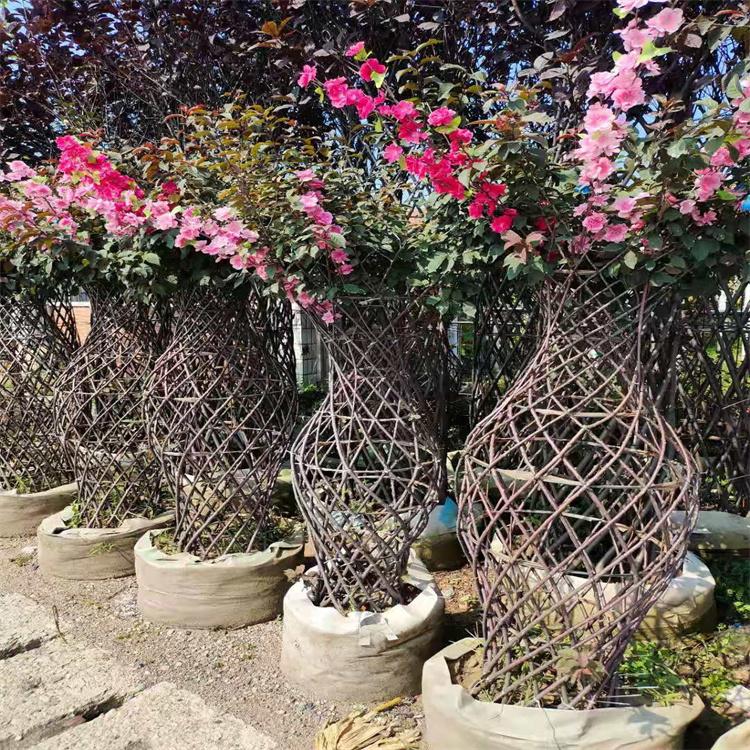 榆叶梅盆摘 花瓶榆叶梅 基地种植品种优良