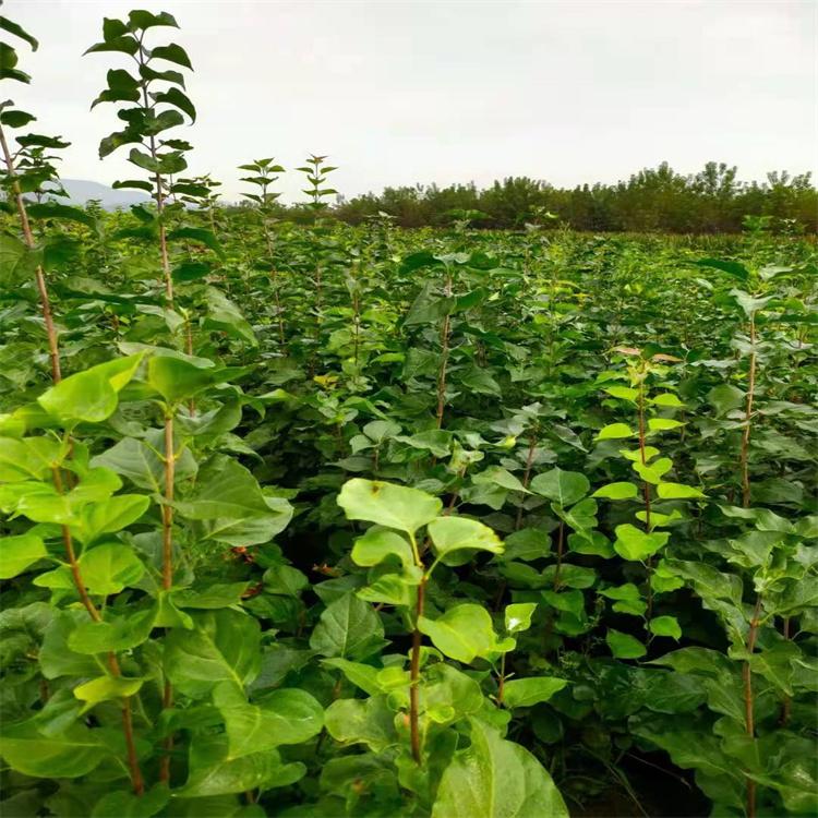 紫丁香苗 耐寒紫丁香种苗 东北种苗繁育基地
