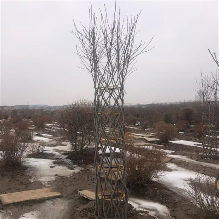 紫叶稠李造型 紫叶稠李 紫叶稠李价格