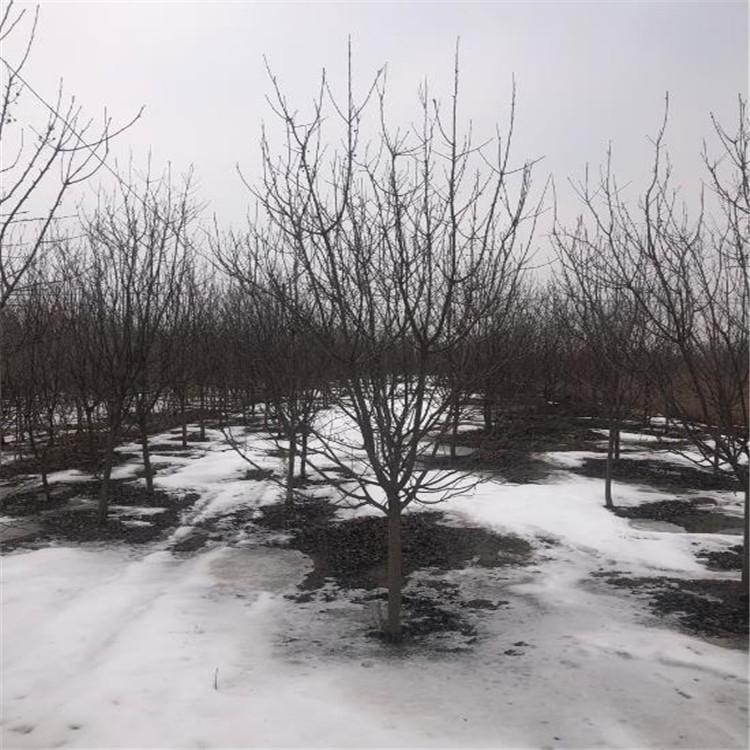 王族海棠 光辉海棠