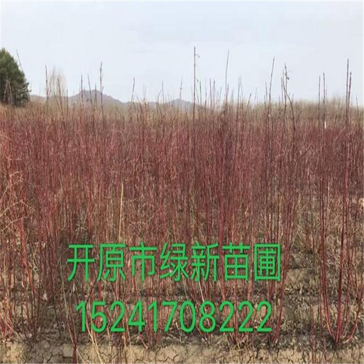 红瑞木 工程用苗 绿化苗红瑞木