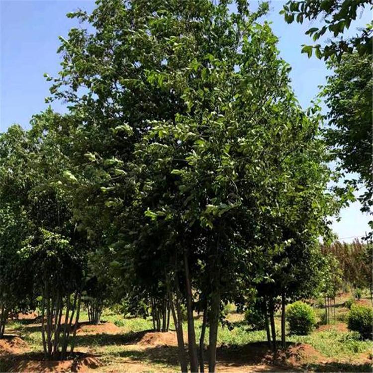 紫叶稠李 工程苗紫叶稠李 绿化苗木 园区绿化树