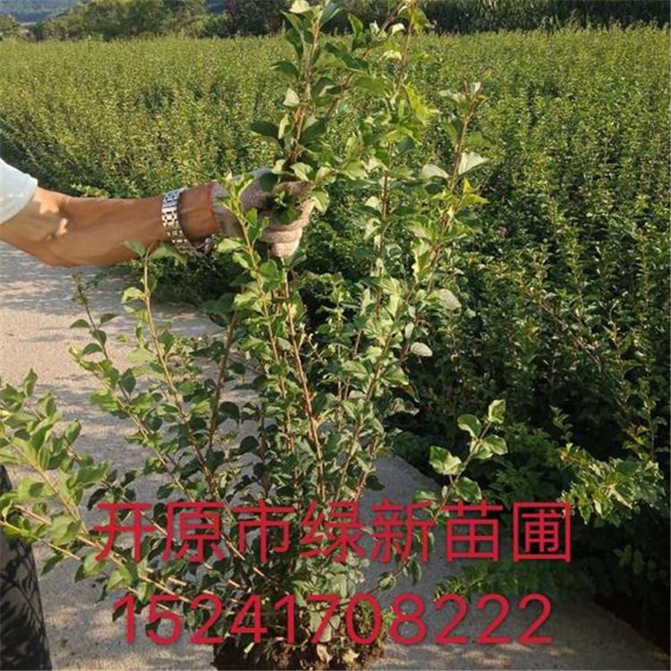 小叶丁香 工程用苗小叶丁香 绿化苗木