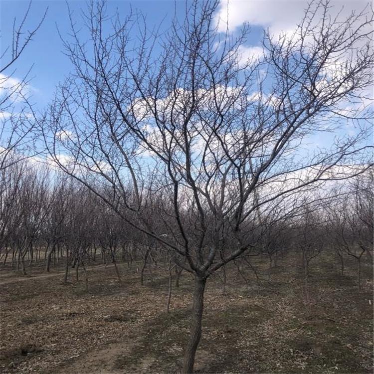 山杏 工程用苗 山杏批发 绿化苗木 园区绿化树