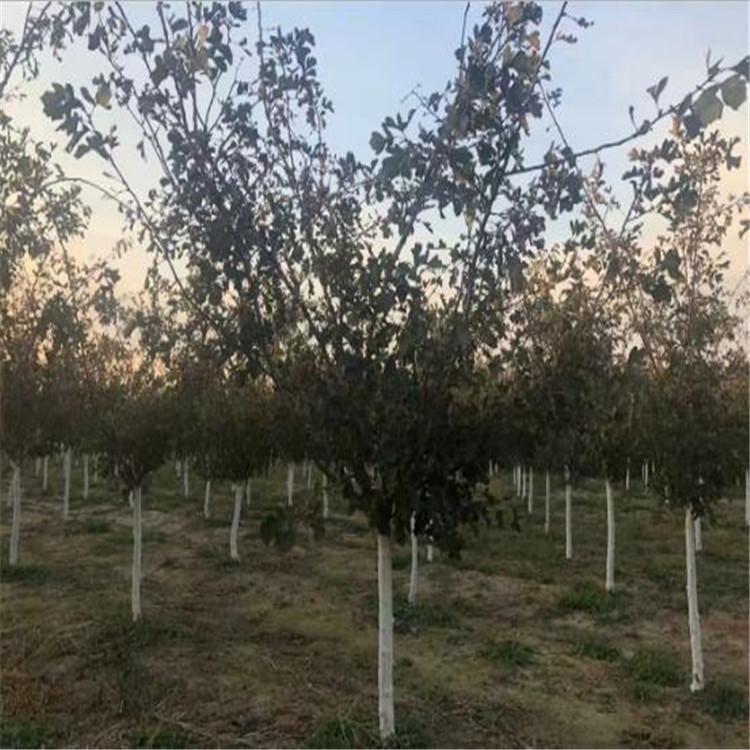 山楂树 工程用苗 工程山楂树 
