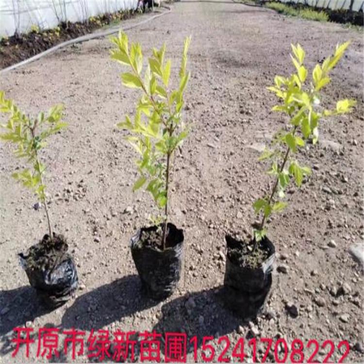 金叶榆 金叶榆杯苗 各种规格金叶榆