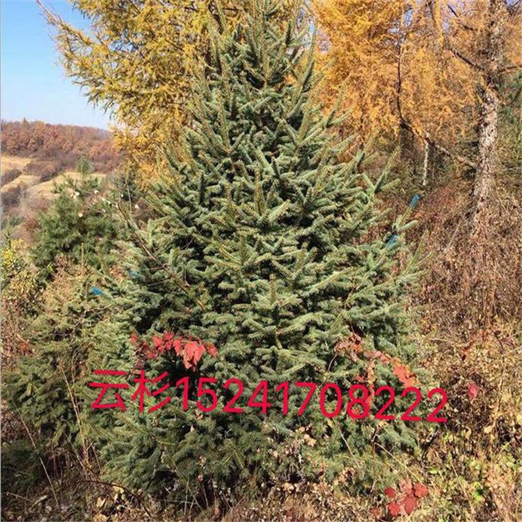 云杉  冷杉 乔木云杉 防护树