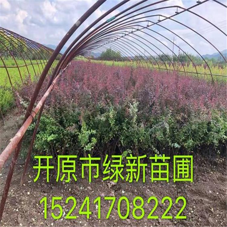 紫叶小檗 工程苗紫叶小檗 绿化苗木 园区绿化树