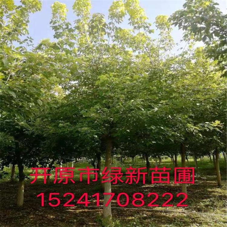 糖槭树 糖槭 工程用苗糖槭  绿化苗木