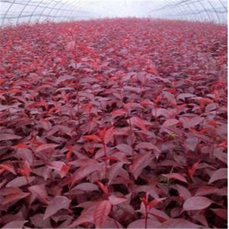 红叶李杯苗 杯苗 红叶李 工程小苗