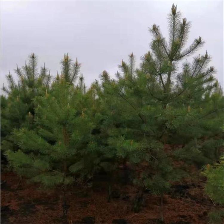 黑松 建圃小苗黑松 黑松批发 绿化苗木  园区绿化树