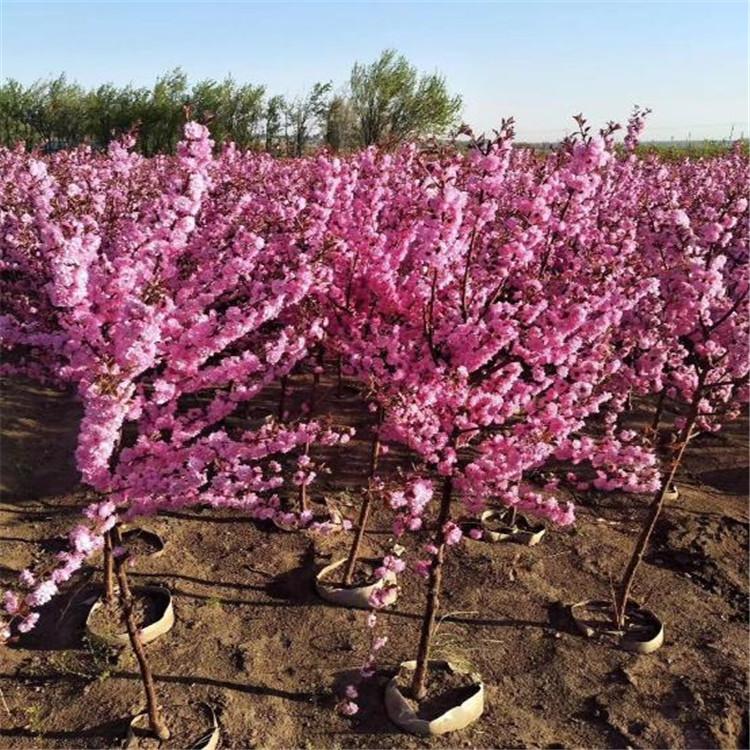 榆叶梅 工程榆叶梅 建圃小苗 园区绿化树