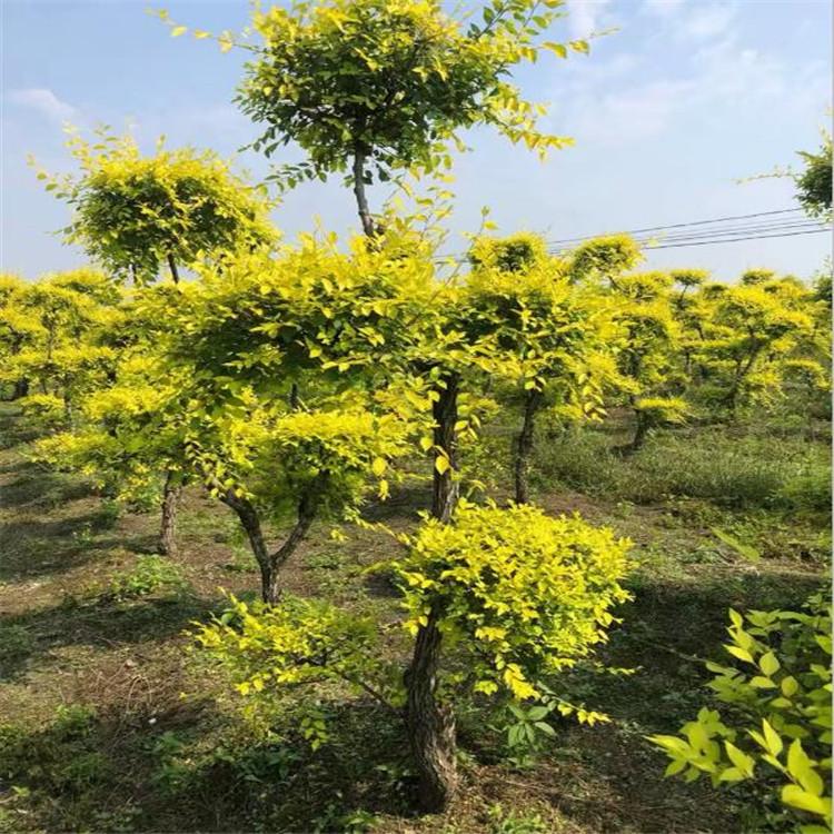 防护树造型金叶榆 金叶榆 
