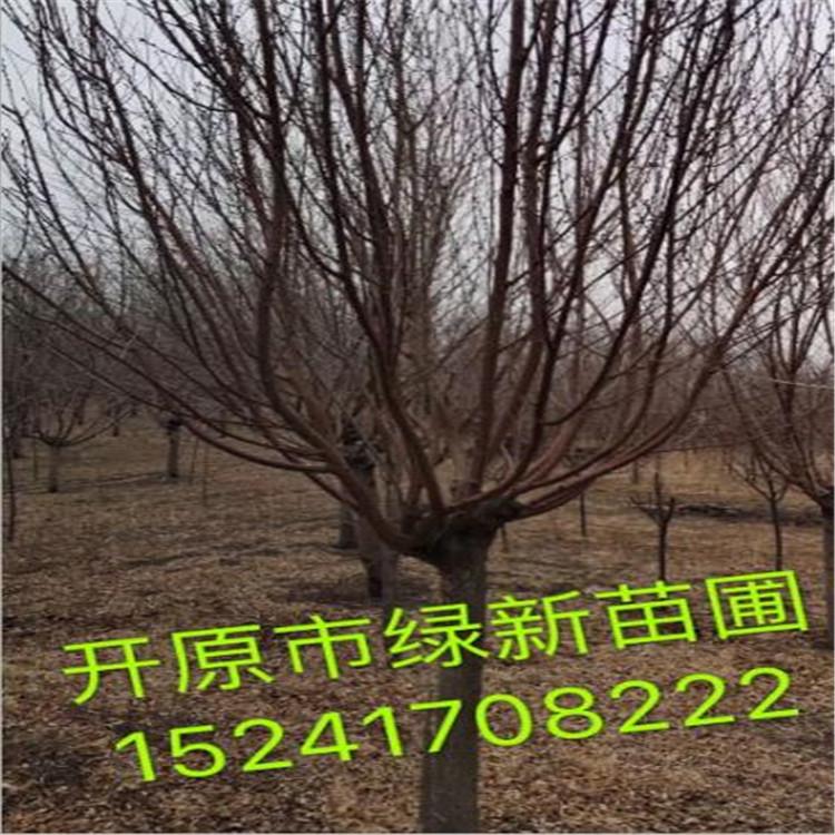 京桃  建圃小苗