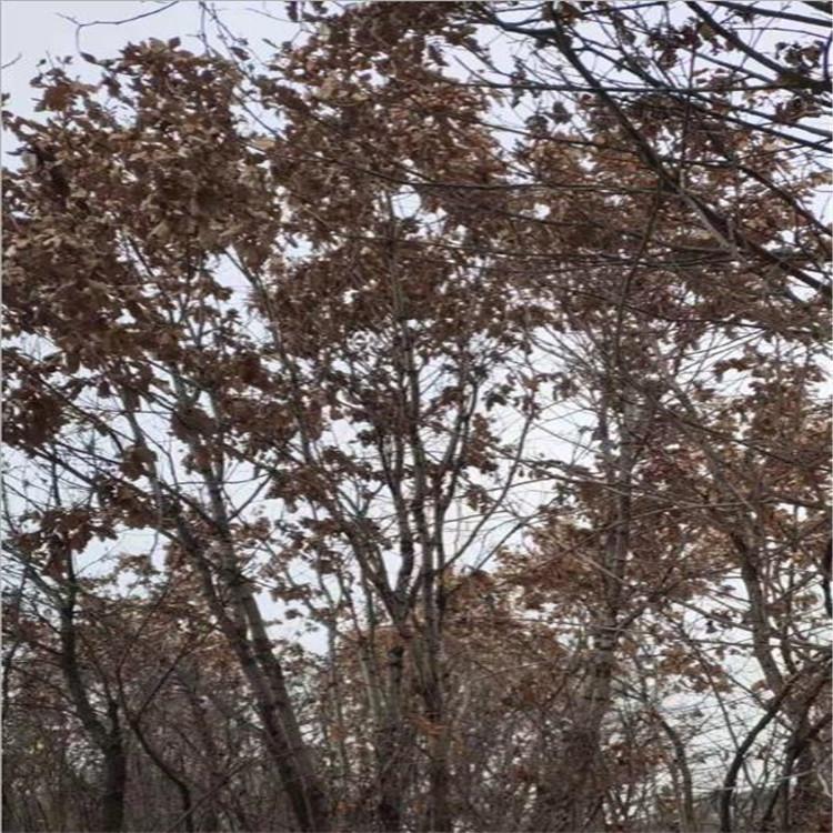 蒙古栎 工程用苗