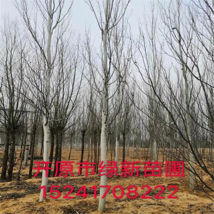 新疆杨 工程用苗新疆杨 绿化苗木