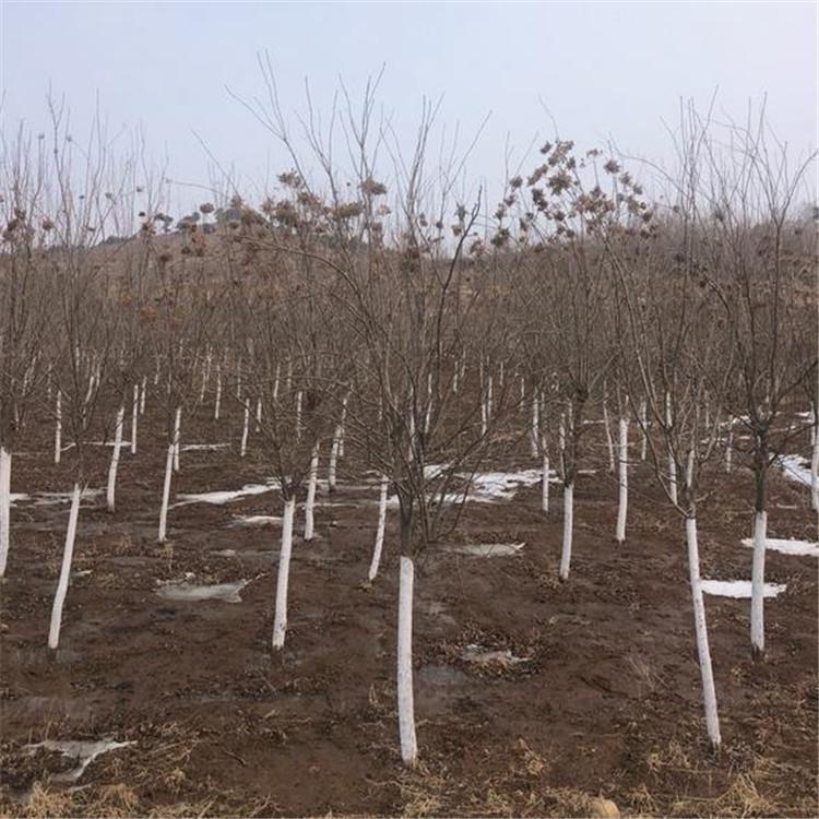 暴马丁香  建圃小苗暴马丁香 暴马丁香价格