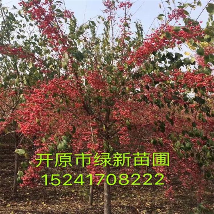 金叶卫矛 工程用苗  园区绿化树