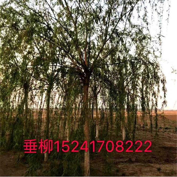 柳树 垂杨柳树 垂柳