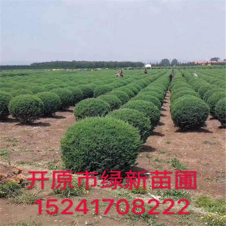 沈阳塔柏 丹东桧柏 工程用苗 绿化苗木 园区绿化树