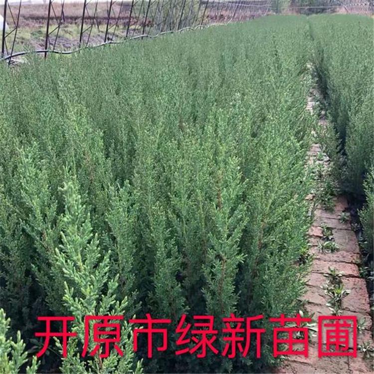 沙地柏 建圃小苗沙地柏 工程沙地柏