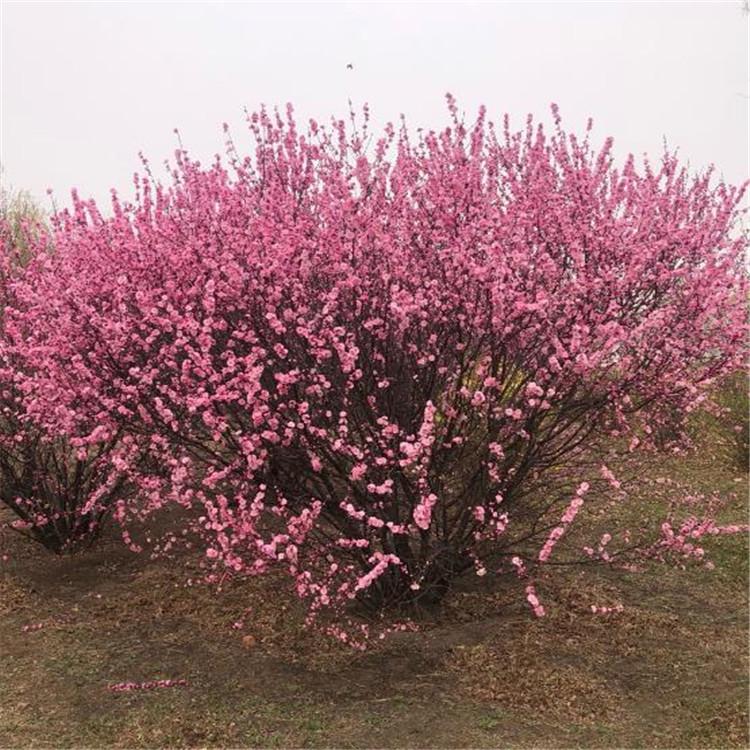 绿化小树榆叶梅 榆叶梅 园区绿化树
