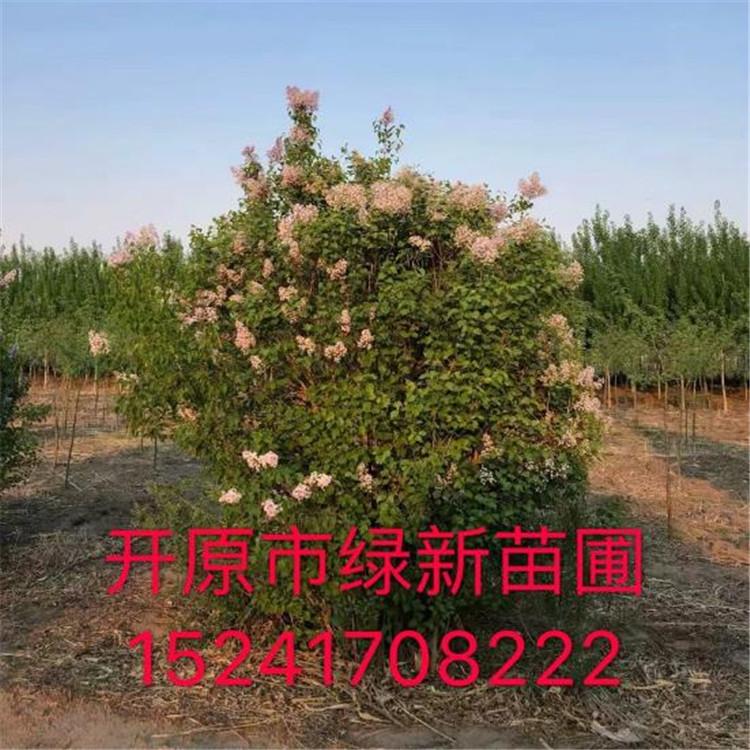 紫丁香 工程小树 工程用苗