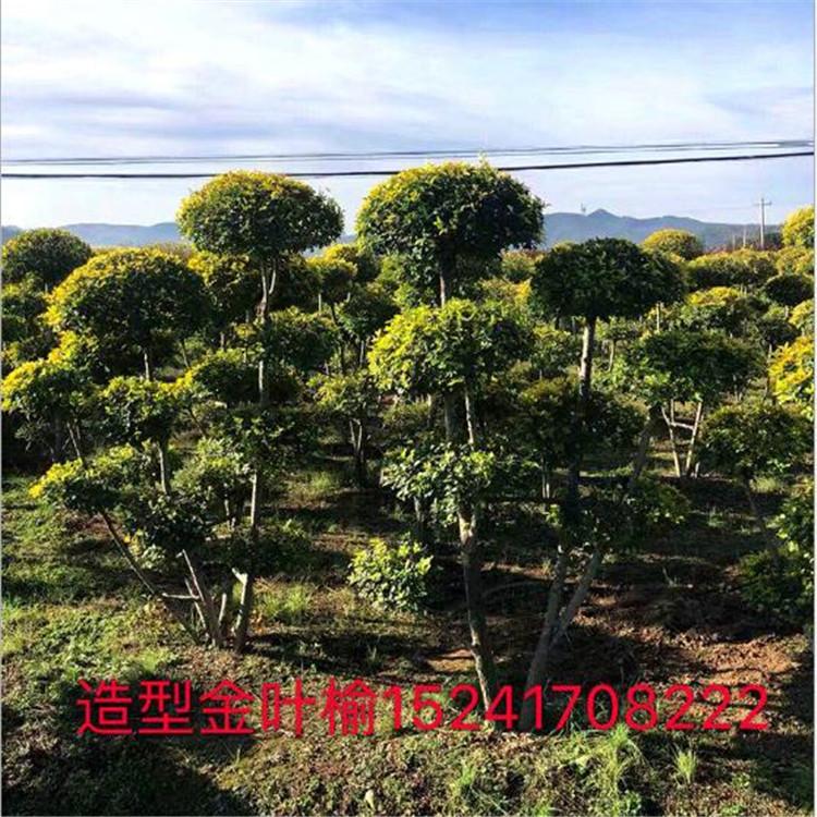 风景防护树造型金叶榆